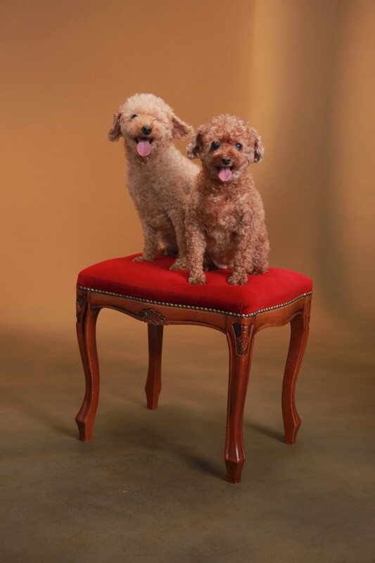 トイプードルのショコラちゃんとココアちゃん♡