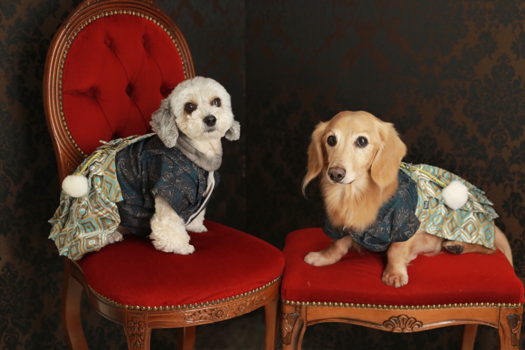 今日のワンコ☆