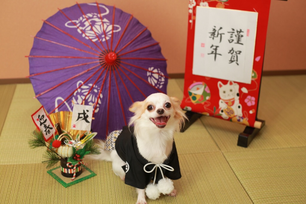 2才の元気なチワワさん☆11/5