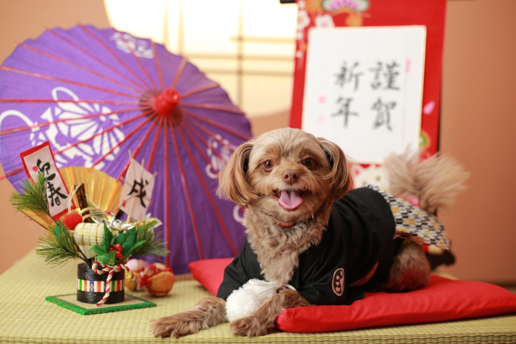 12年に一度の戌年☆