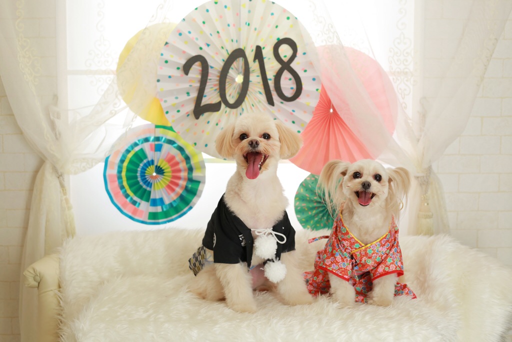 ポメラニアン✖️トイプードルさん達♡