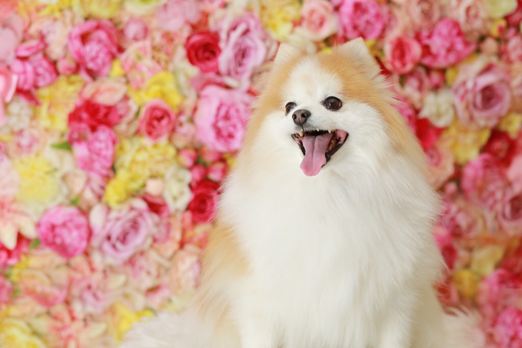 とっても可愛いポメラニアンさん♡