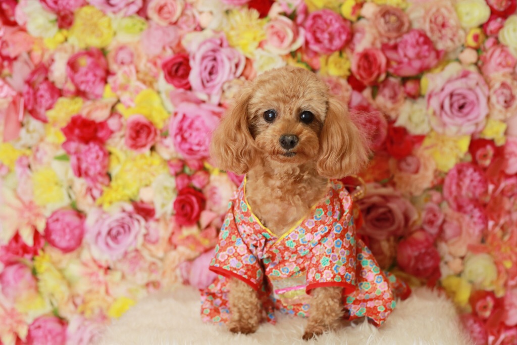 トイプーさん♡