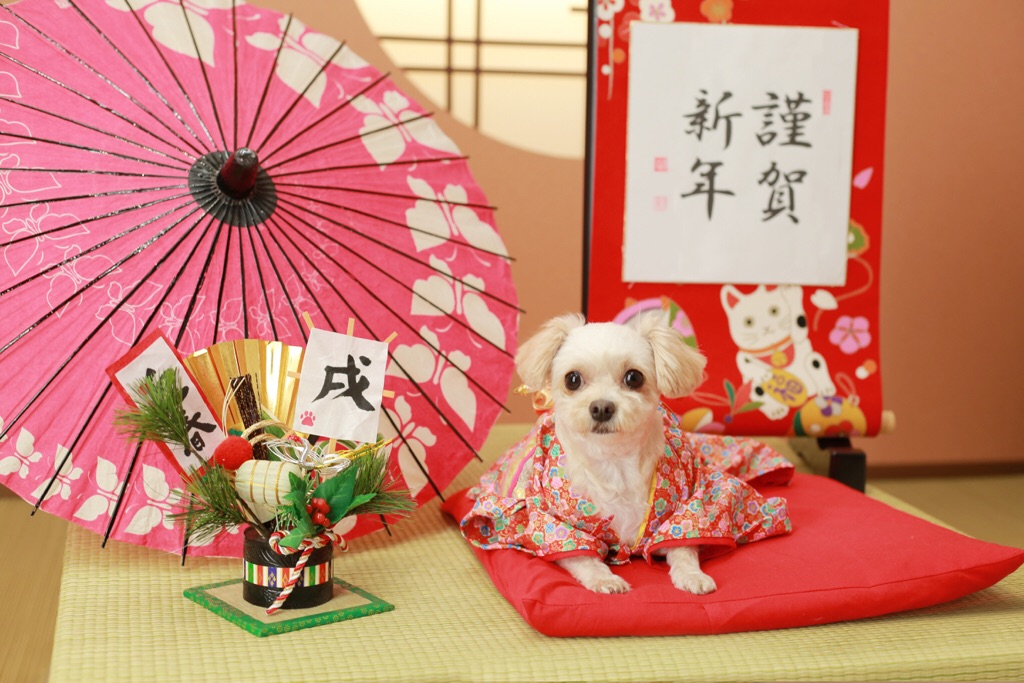 チワワ×トイプー さん♡