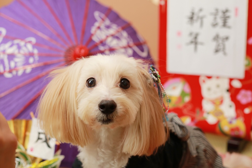 マルチーズ✖️ダックスさん♡