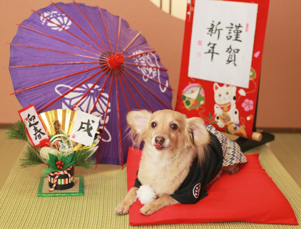 チワワ×ダックスさん♡