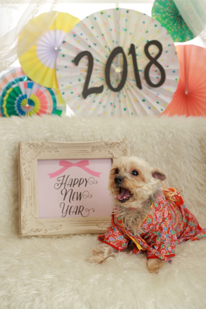 ヨークシャテリヤさん♡