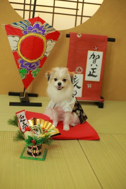 ワンちゃんの年賀状★