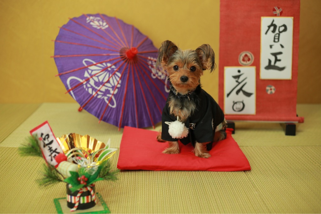 ワンちゃんのクリスマス＆年賀状フォト☆