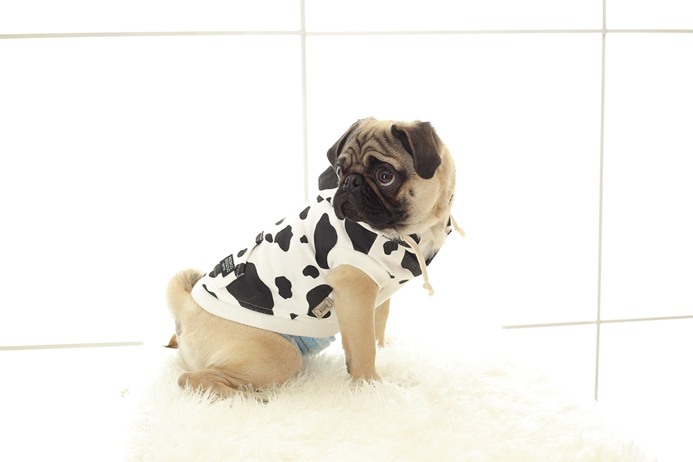 年賀状撮影【可児】