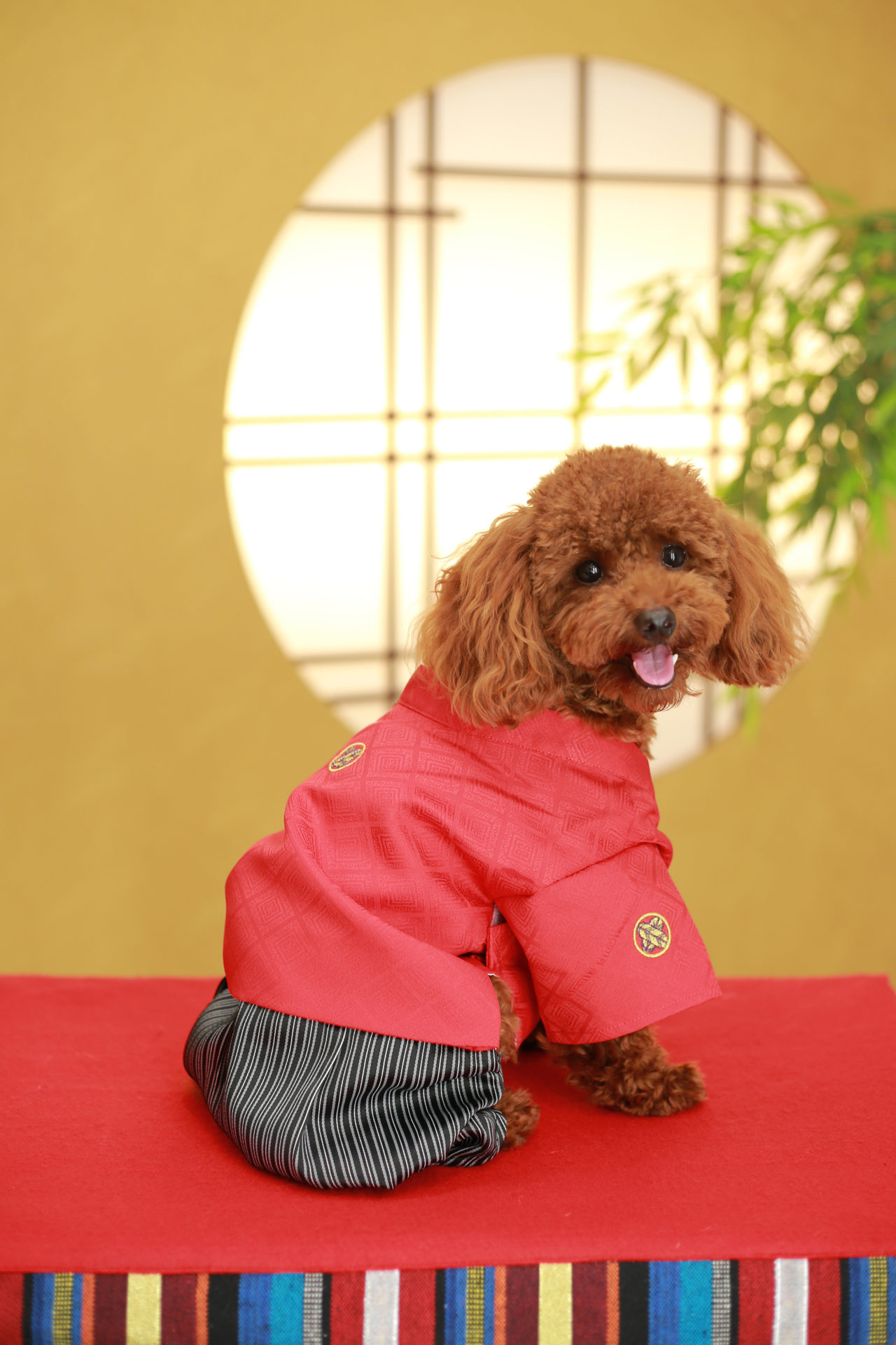 僕の１才記念写真！【多治見市】