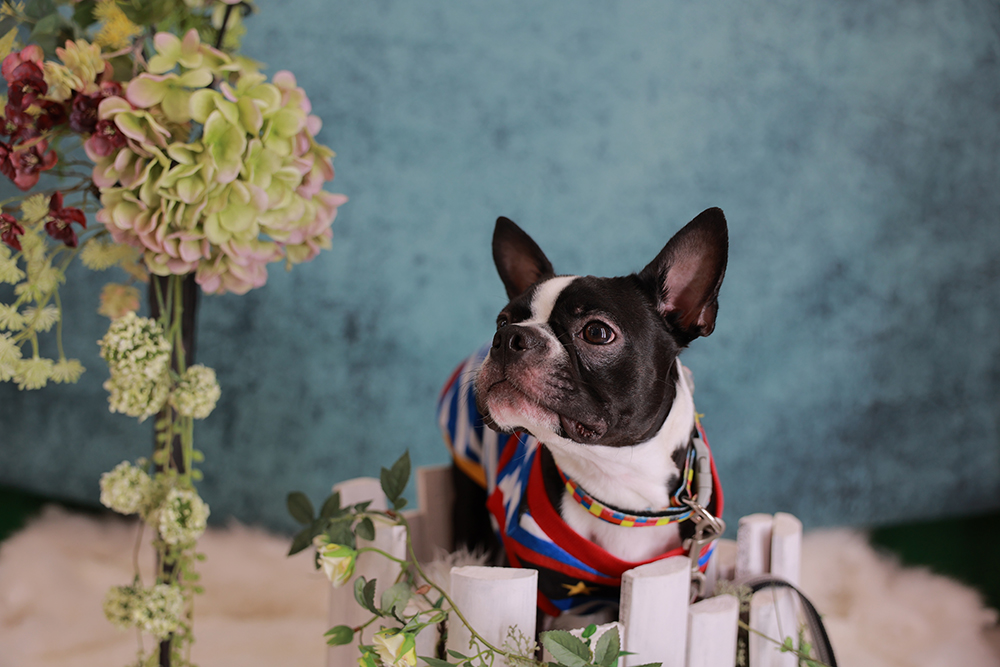 ワンちゃんバースデー【各務原市】